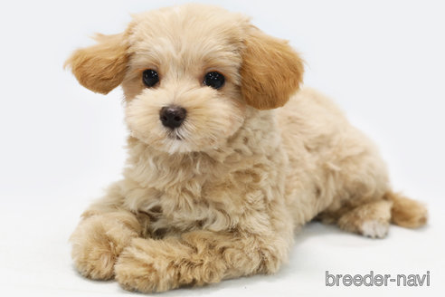 成約済の神奈川県のマルプー:マルチーズ×トイプードル-305802の2枚目